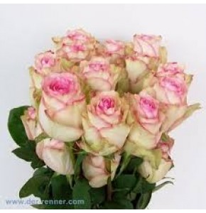 ΤΡΙΑΝΤΑΦΥΛΛΑ ΡΟΖ 50εκ. ROSEN  ESPERANCE 50cm